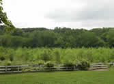 Watts_Branch_Stream_Valley_Park_Potomac