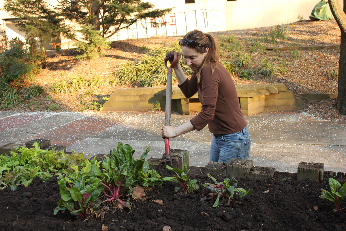 Staff members cultivate a community vegetable garden at the Planning Department in Silver Spring.