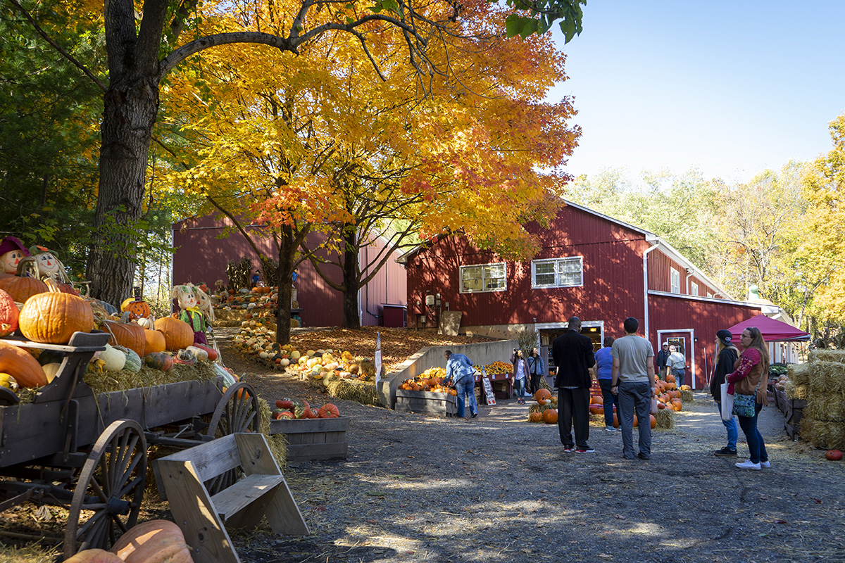 Farm in fall with pumpkins in foreground