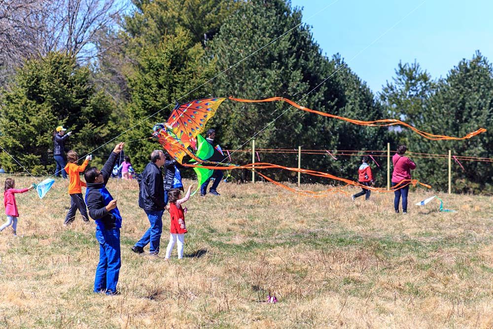 people flying kites in a field