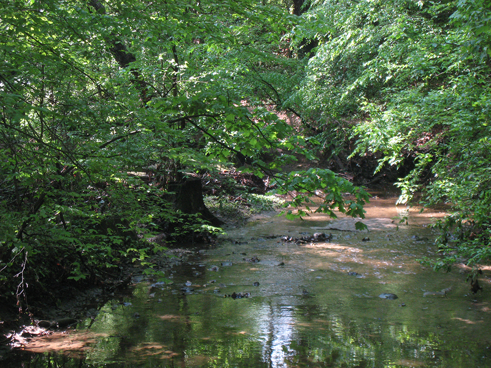 forested stream buffer showing water surrounded by trees.