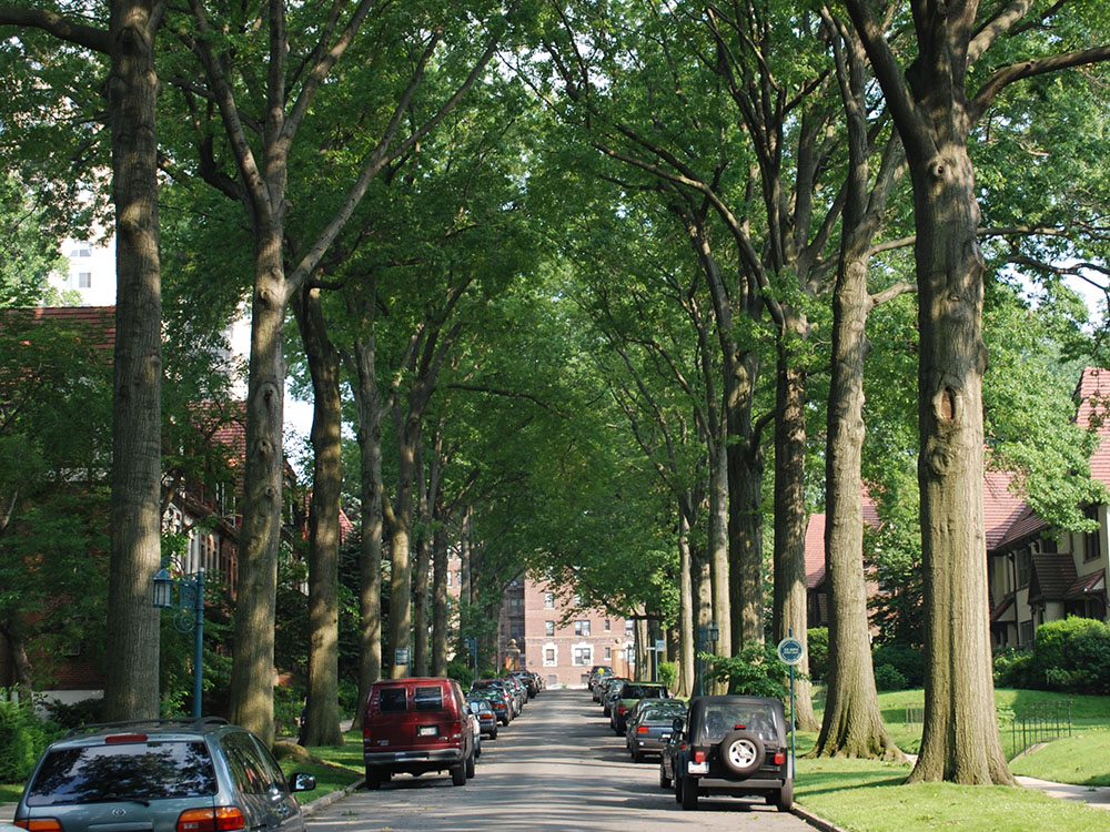Street closely lined by trees