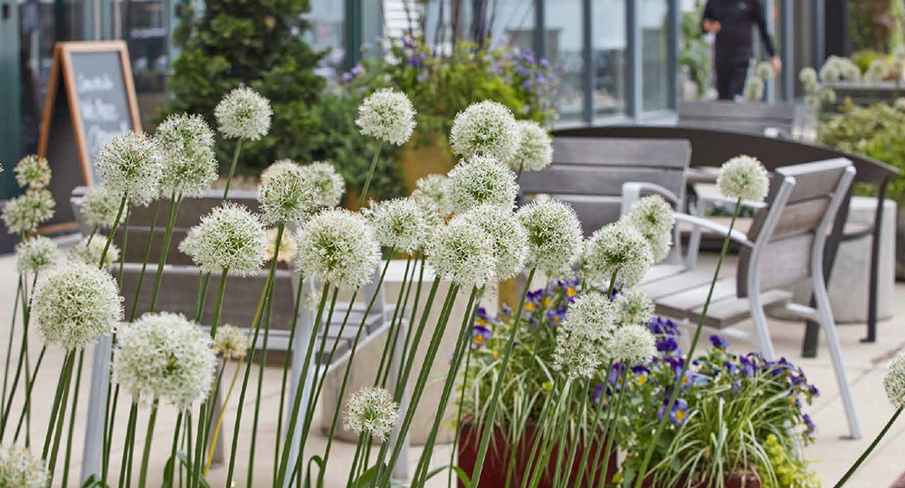 A group of puffy white allium flowers