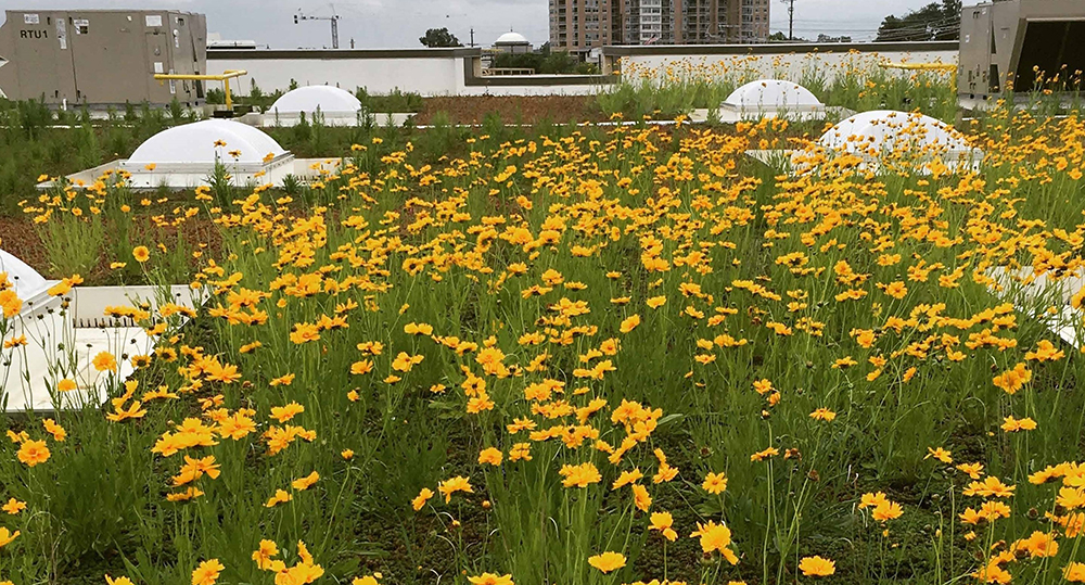 A field of yellow flowers on a roof.