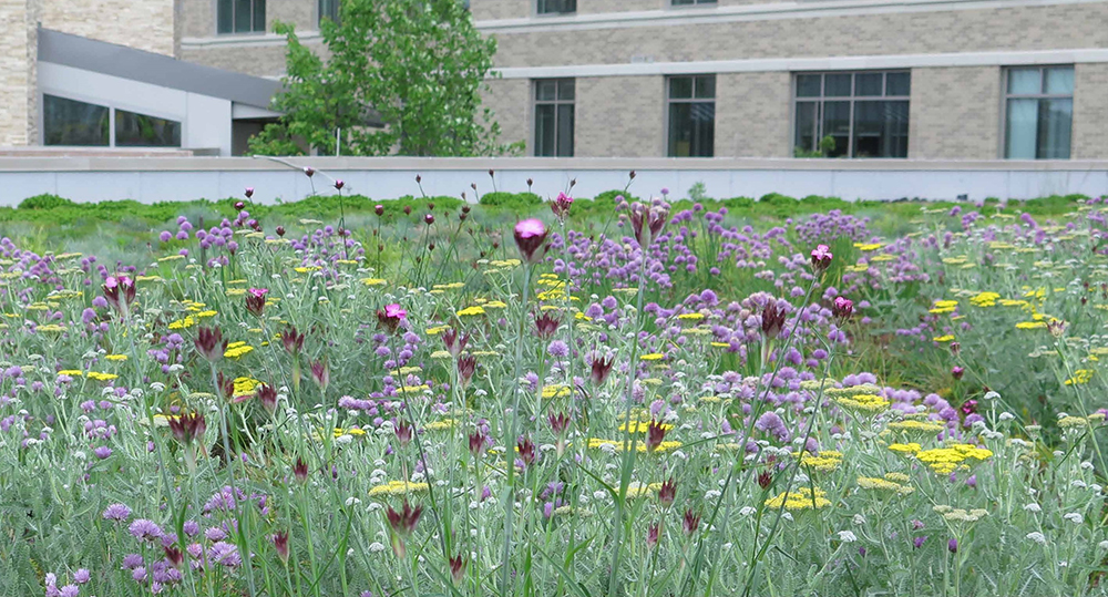A field of purple and yellow flowers in front of a building.