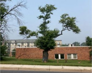 A large tree with a distinctive Y-shape stands in front of a low brick building. In the background, an apartment complex is visible. The tree's branches extend widely, while the surrounding grassy area is dotted with small orange flags.