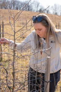 A person with long hair examines a small tree surrounded by protective wire fencing in a sunlit field. They are wearing a light-colored jacket and sunglasses resting on their head. The background features bare trees and sloping terrain.