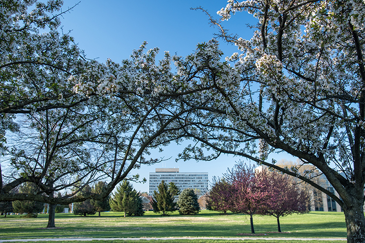 Flowering tree branches frame a distant office building under a clear blue sky, with green grass and several trees in the foreground.