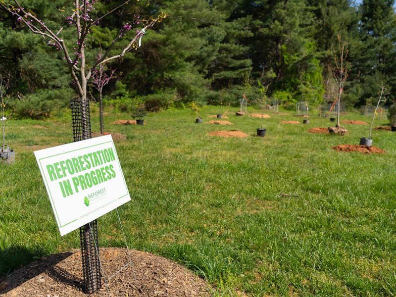A grassy field with newly planted young trees, each surrounded by protective barriers. A sign on one tree reads "REFORESTATION IN PROGRESS." The background features dense green trees and shrubs.