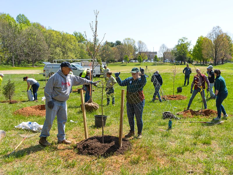 A group of people work together to plant trees in a grassy field on a sunny day. Some dig holes, others secure young trees with stakes and fencing. Trucks are parked in the background near a line of trees.