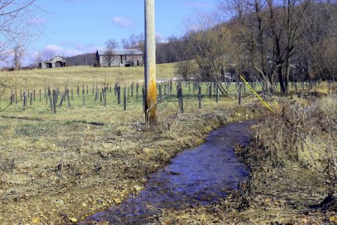 Oak Ridge Forest Planting Project along Little Bennett Creek