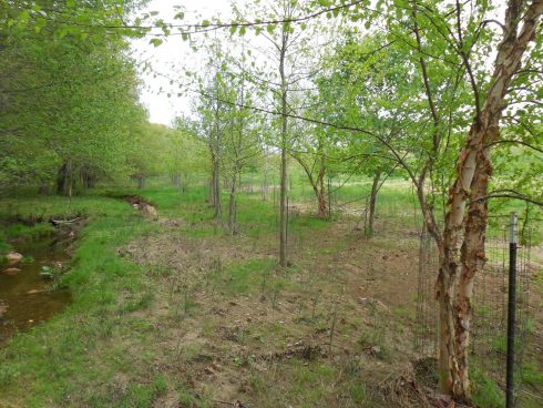 Streamside Forest along Reddy Branch