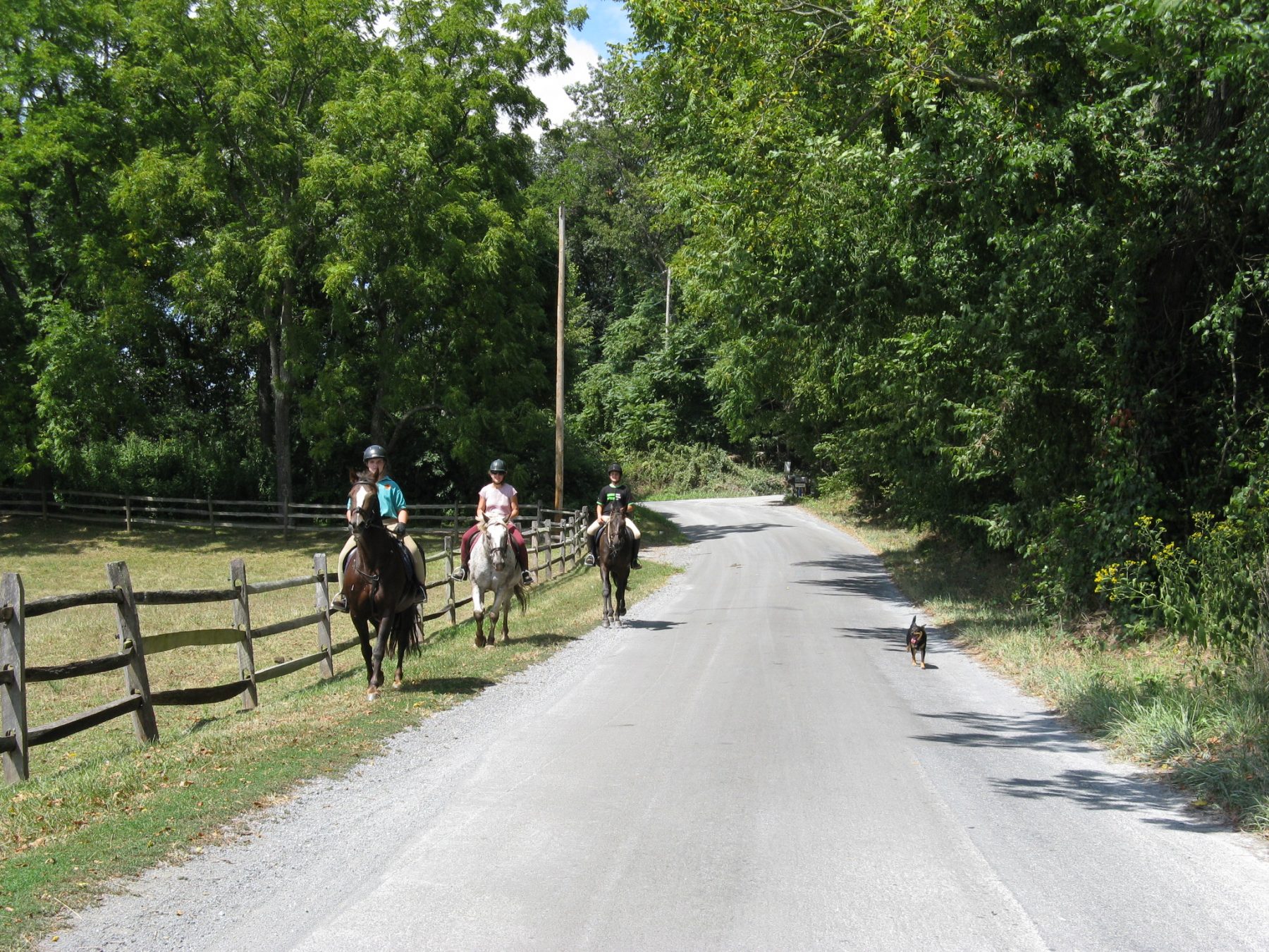 People riding on horses down rural road