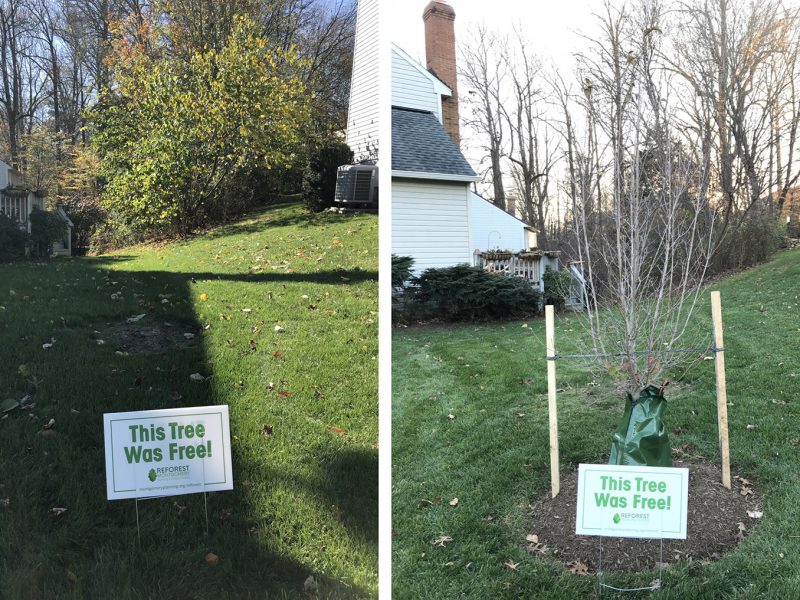 Before and after photos showing shade tree growth