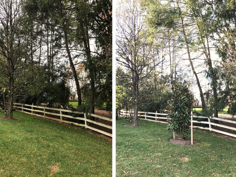 Before and after photos showing shade tree growth