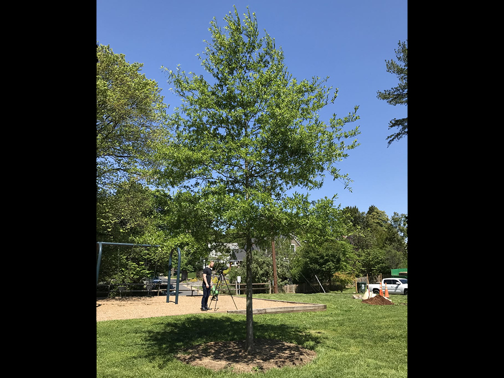 young tree with green leaves