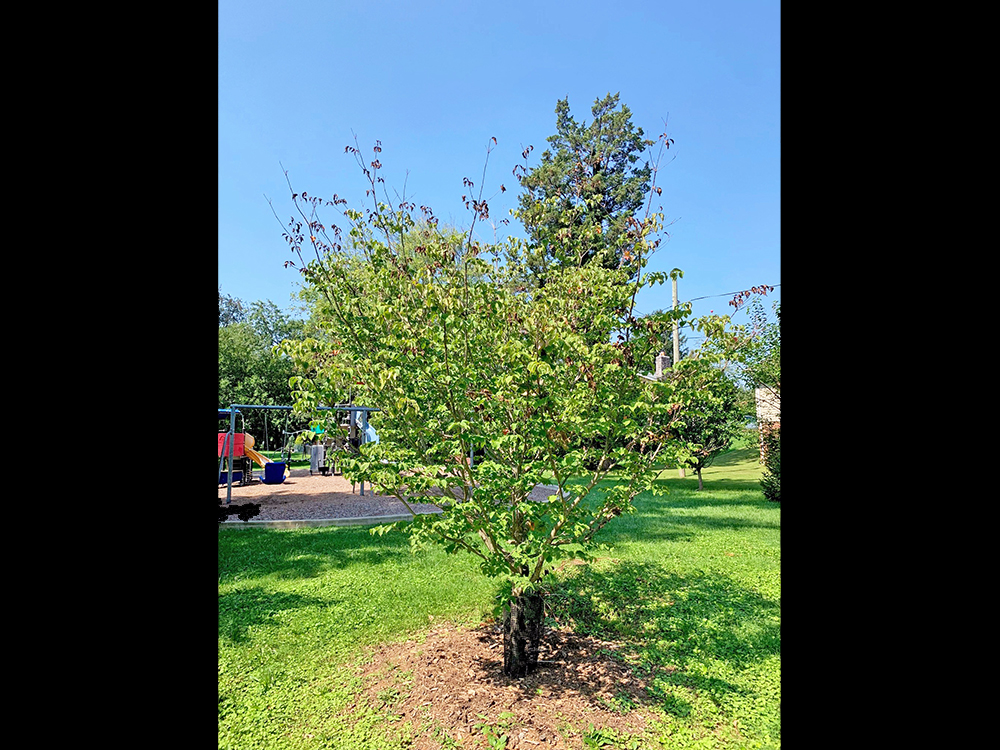 young tree with green leaves