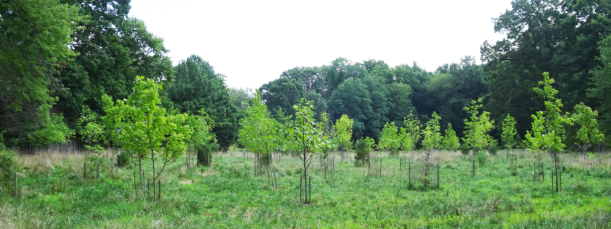 Newly planted trees in foreground, larger trees in background surrounding