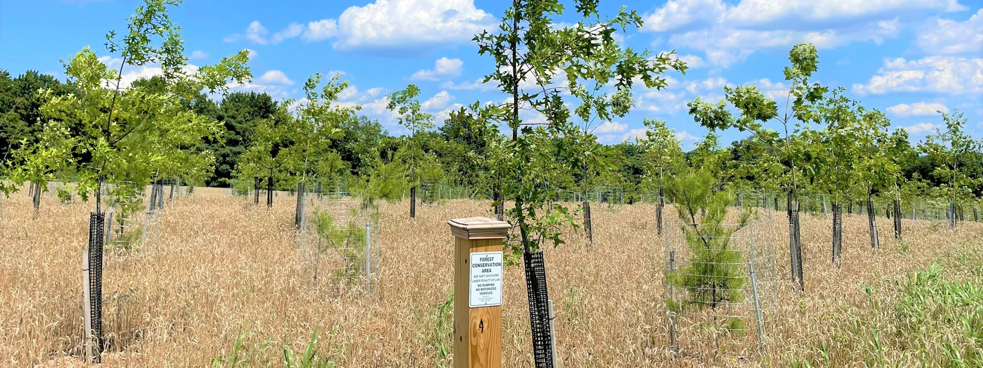 many young trees planted a field. post in forground with a sign indicating it's a forest conservation area