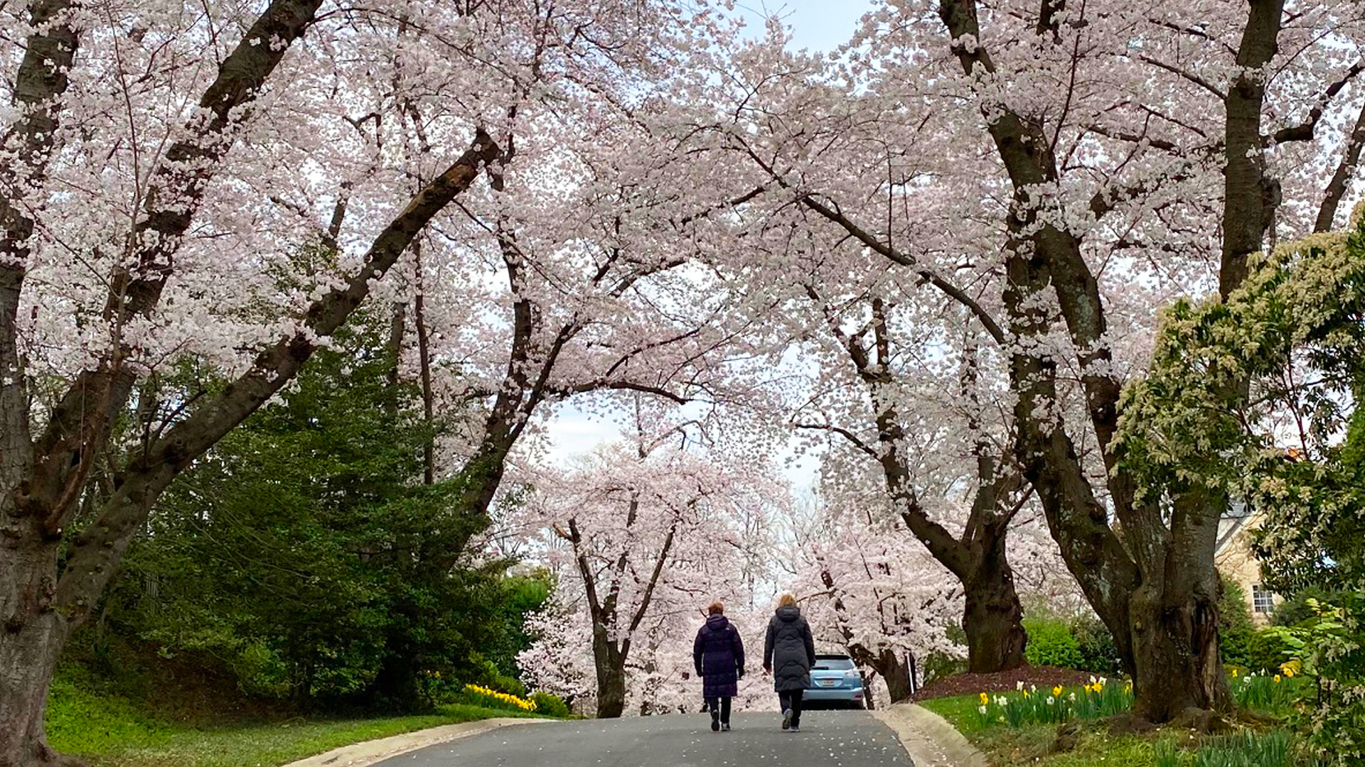 two residents walking down a street flanked by cherry blossom trees