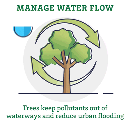 Manage water flow. Trees keep pllutantws out of waterways and reduce urban flooding