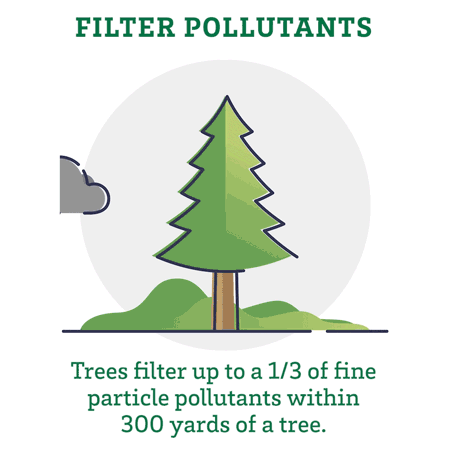 Filter pollutants. Trees filter up to one-third of fine particle pollutants within 300 yards of a tree
