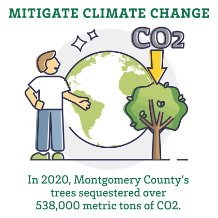 Mitigate climate change. In 2020 Montgomery County's trees sequestered over 538,000 metric tons of CO2