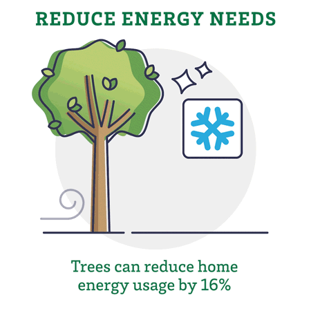 Reduce Energy needs. Trees can reduce home energy usage by 16%