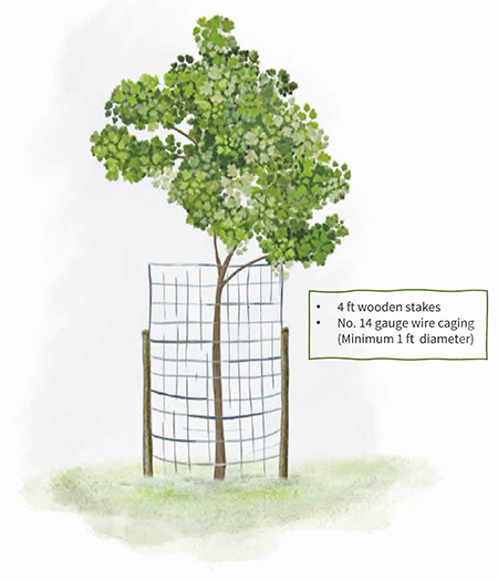 An illustration of a tree with proper deer caging: four foot wooden stakes with number 14 wire caging wrapped around them to create a circle at minimum one foot in diameter