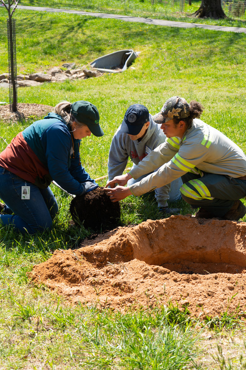 people preparing a tree to be put into ground