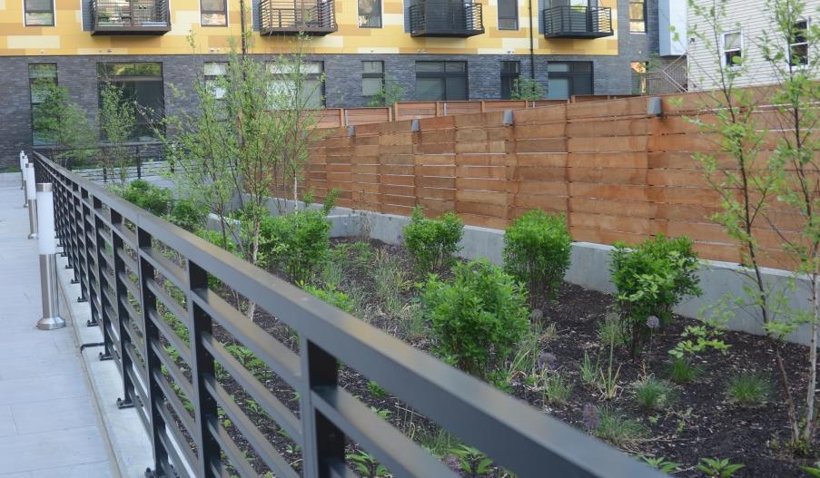 A landscaped garden bed with small green shrubs, bordered by a metal fence and a wooden privacy fence, next to a modern apartment building.